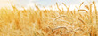 Wheat field. Ears of golden wheat close up. Beautiful Nature Sunset Landscape. Rural Scenery under Shining Sunlight. Background of ripening ears of wheat field. Rich harvest Concept.