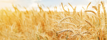 Wheat Field. Ears Of Golden Wheat Close Up. Beautiful Nature Sunset Landscape. Rural Scenery Under Shining Sunlight. Background Of Ripening Ears Of Wheat Field. Rich Harvest Concept.