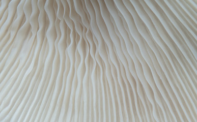 beautiful macro mushroom texture nature background. using idea design pattern wallpaper concept natu