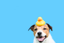 Grooming, Hygiene And Care Concept With Dog Holding Yellow Rubber Duck On Head