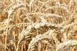 © vitalis83 - field with ears of grain wheat close up growing, agriculture farming rural economy agronomy concept