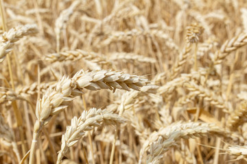 Wall Mural - field with ears of grain wheat close up growing, agriculture farming rural economy agronomy concept