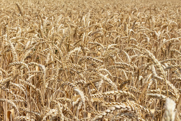 field with ears of grain wheat close up growing, agriculture farming rural economy agronomy concept