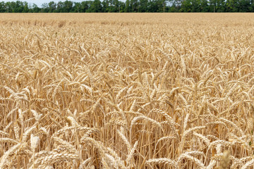 Wall Mural - field with ears of grain wheat close up growing, agriculture farming rural economy agronomy concept