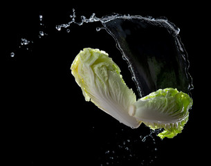 Wall Mural - Head of lettuce with water splash or explosion flying in the air isolated on black background,lettuce washing