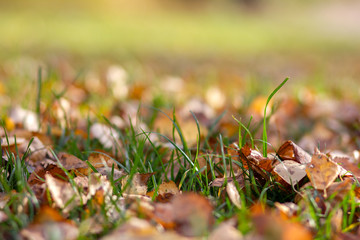 Fototapete - Fallen autumn leaves on the ground. Background, texture of fall colored leaves. Seasonal landscape. Yellow foliage on green grass 