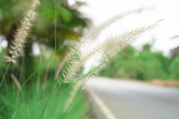 closeup of Pennisetum setaceum flower