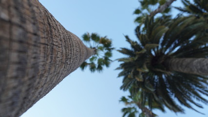 palm tree and blue sky