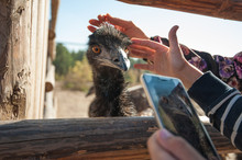 Close Up Photo Of A Funny And Cute Ostrich. Hand With Phone Trying Take Photo Of The Ostrich