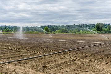 Wall Mural - Sprinklers On New Field 8