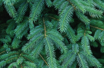 Wall Mural - Fluffy fir tree brunch close up. Christmas wallpaper concept. - Image