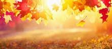 Falling Autumn Maple Leaves Natural Background