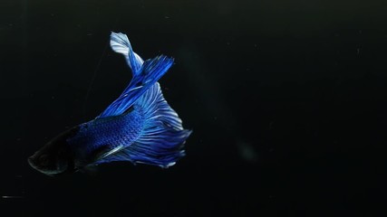 Poster - The colourful Siamese fighting fish Betta splendens, also known as Thai Fighting Fish or betta, is a species in the gourami family which is popular as an aquarium fish