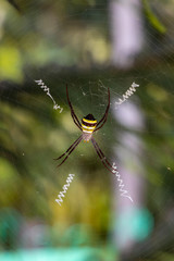 Common spider hanging by a tree branch