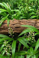 Wall Mural - Top view of old log on flower garden.