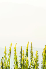 Poster - Green fern leaves on the mountain peak.