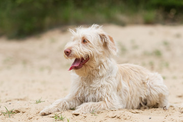  Mischlingshund im Garten