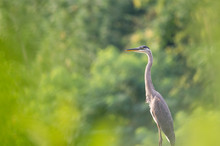 Great Blue Heron Standing Tall
