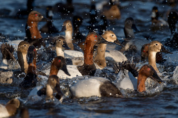 Canvas Print - Splashing Canvasback Flock