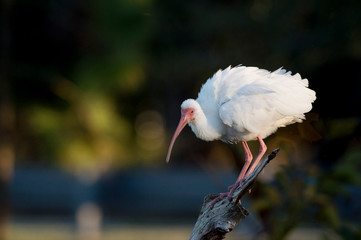 Canvas Print - White Ibis Perched on Dead Stump