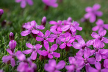 Closeup Of Moss Campion In The Austrian Alps