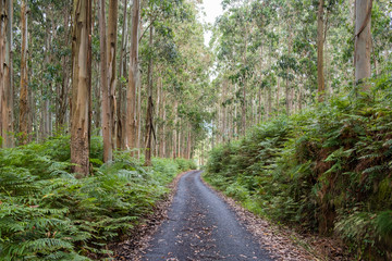 Fototapeta road with trees