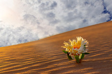 Yellow Flower Grows On A Sand Dune In The Namib Desert