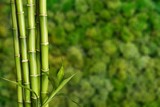 Fototapeta  - Many bamboo stalks on blurred background