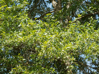 Sumpf-Eiche (Quercus palustris) mit grünen Blättern im Sommer