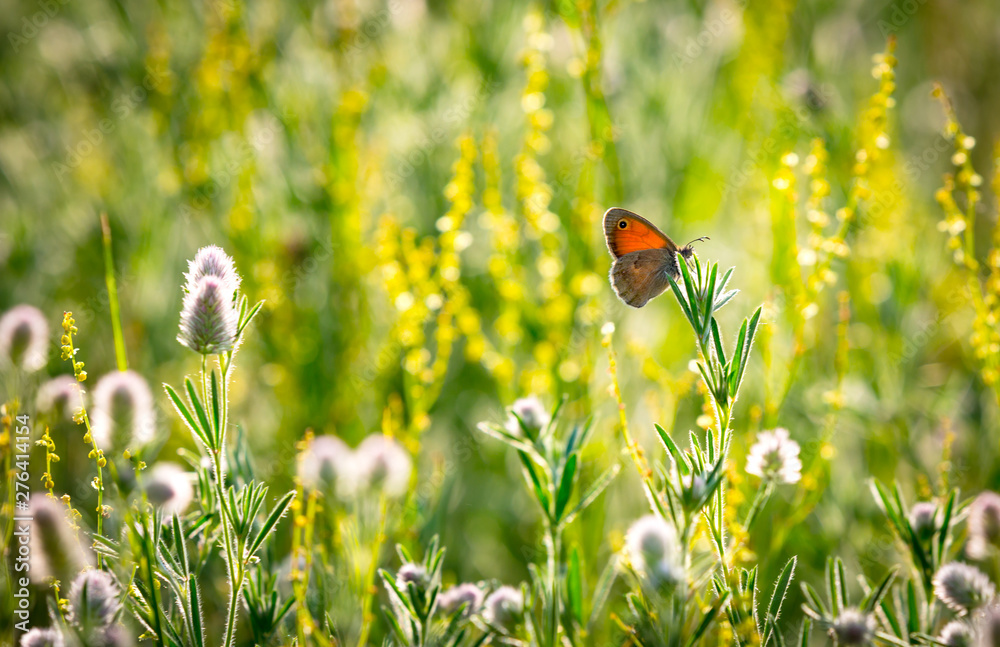 butterfly on wild flower meadow - obrazy, fototapety, plakaty 