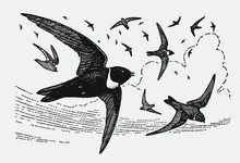 Group Of White-collared Swifts Streptoprocne Zonaris Flying In The Sky. Illustration After Vintage Engraving From Early 20th Century
