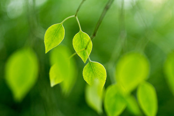 Wall Mural - Green leaves on green bokeh background, Natural green background