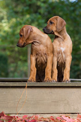 Wall Mural - Rhodesian Ridgeback Welpe