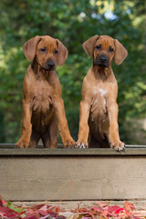 Wall Mural - Rhodesian Ridgeback Welpe