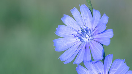 Wall Mural - Blue flower is a chicory that grows on a meadow in the wild, close-up. A useful medicinal plant