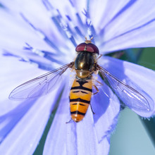 Gingerbread, Useful Insect Sits On A Blue Flower Of Chicory Flower