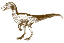 Engraving Illustration Of Compsognathus Longipes
