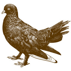 Wall Mural - engraving illustration of black pigeon bird