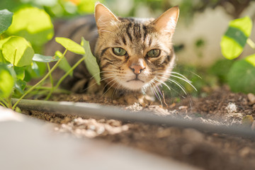 Wall Mural - Beautiful short hair cat playing with plants at the garden on a sunny day at home