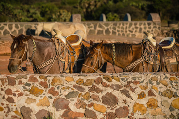 horses saddled up in paddock at ranch in the setting summer sun