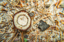 Forest Mushroom - Macro Photo.