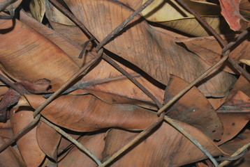 metal and leafs