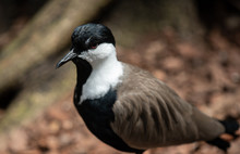 Spur Winged Lapwing Bird Gets A Head Shot