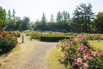 Canvas Print - 靭公園