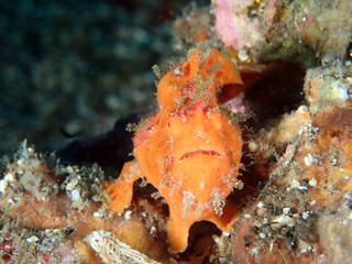 Frogfish in Lembeh, Indonesia