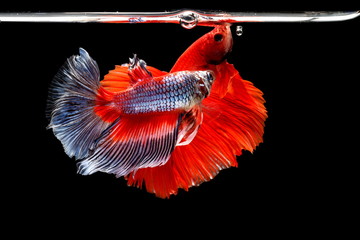 Wall Mural - Beautiful style of betta fish, Siamese fighting fish, betta splendens (Halfmoon betta), isolated on a black background.