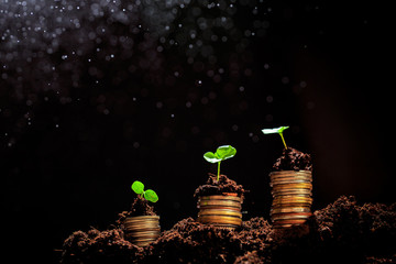 Coins in soil with young plant. Money growth concept. - Image