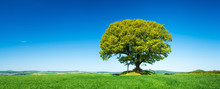 Green Field With Solitary Oak Tree Under Blue Sky In Spring