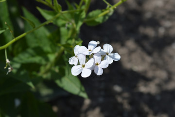 Dames violet flower - Latin name - Hesperis matronalis subsp. candida