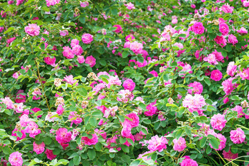 Sticker - panorama of pink roses blossoming in ornamental garden